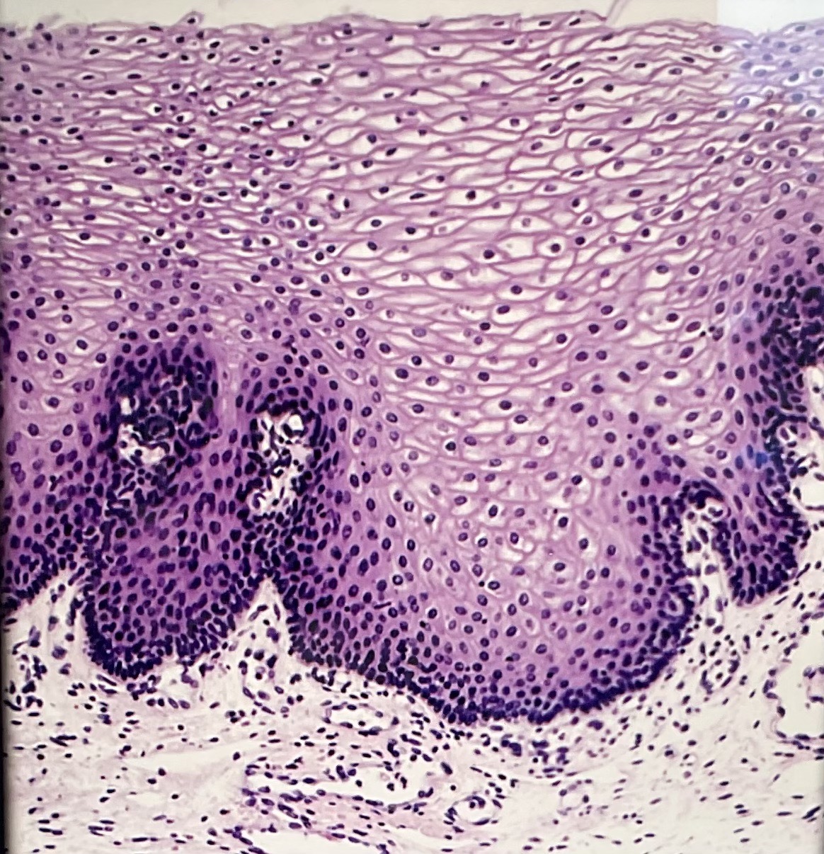 <p>What tissue type is this? What is its function?</p>