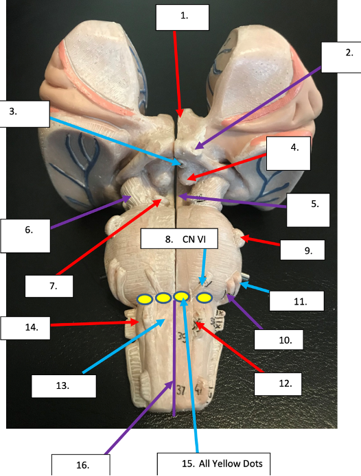 <p>what CNs are found at 15?</p>
