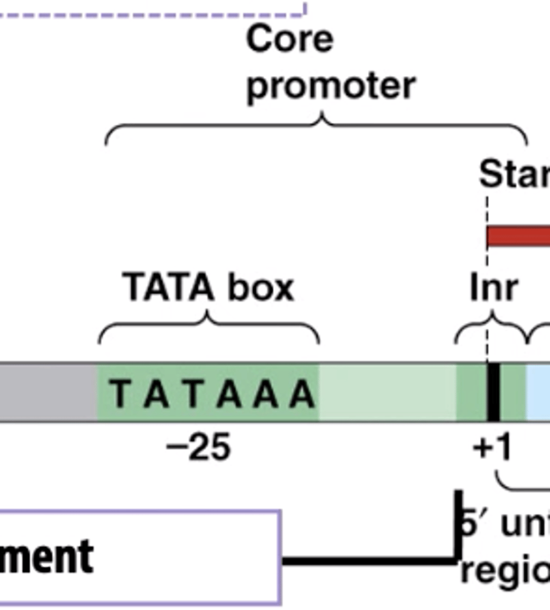 <p>TATA box and transcription start site</p>