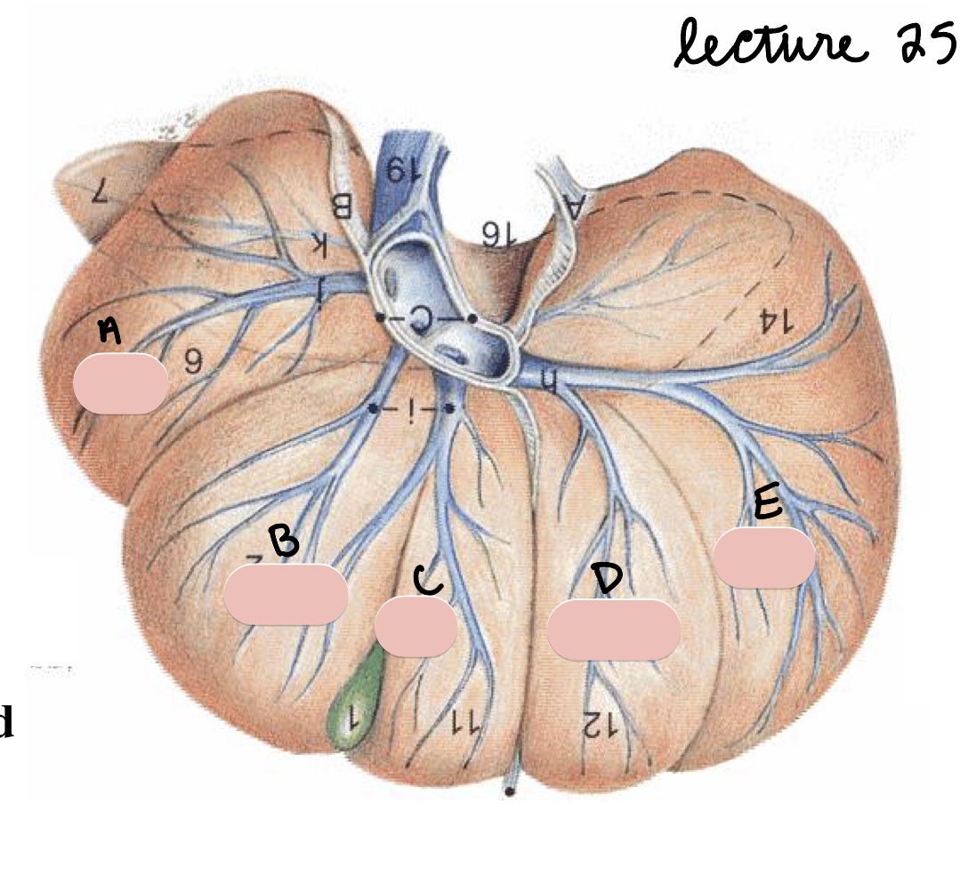 <p>Name the structure(s) indicated by d and e.</p>