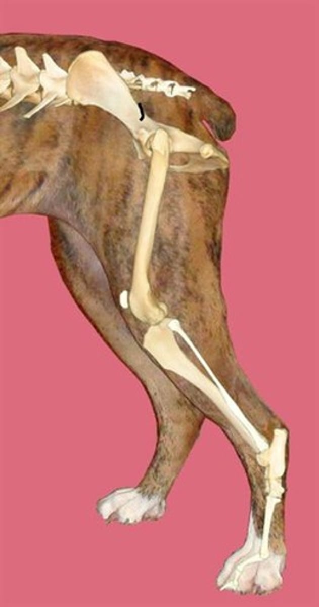 <p>Nerve?</p><p>Muscles Innervated?</p>