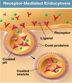 <p>Transports a specific molecule into the cell using vesicles, like cholesterol</p>