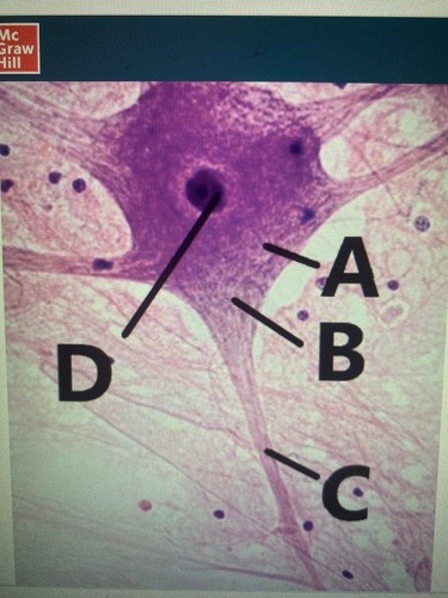 <p>the structure D is the...</p>