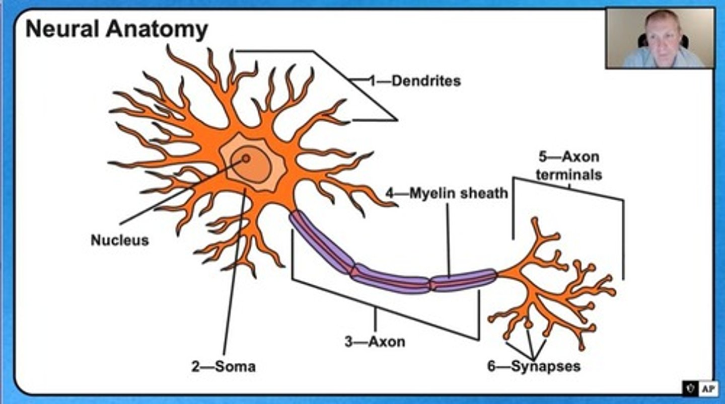 <p>Fatty layer insulating axons, speeding transmission.</p>