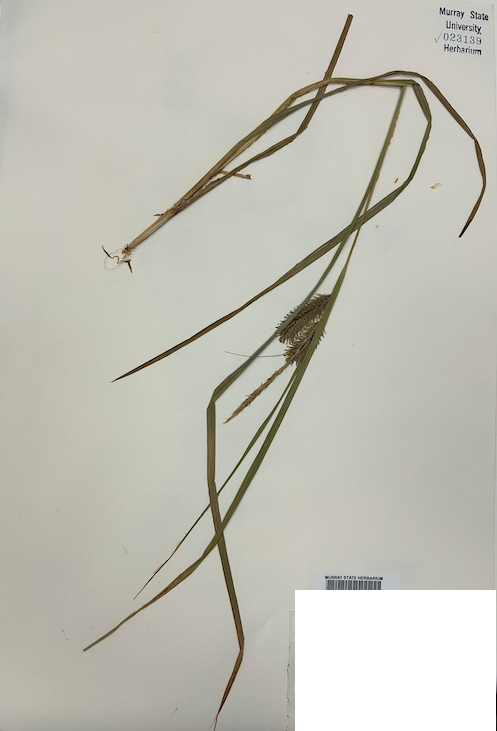 <p><span style="background-color: transparent;"><span>Order? Family?</span></span></p>