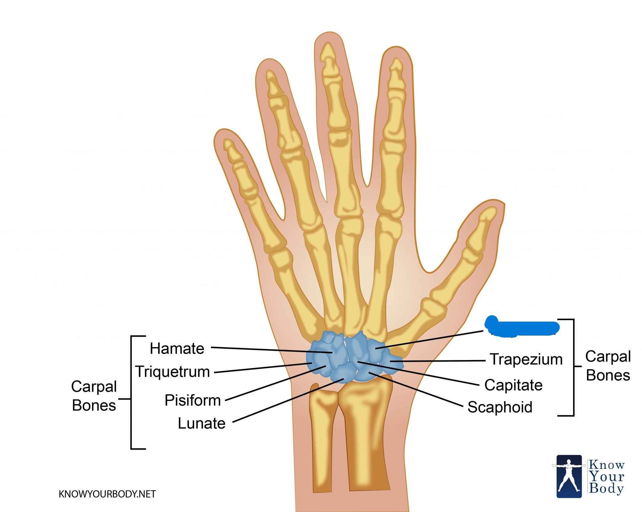 <p>Which carpal is this?</p>