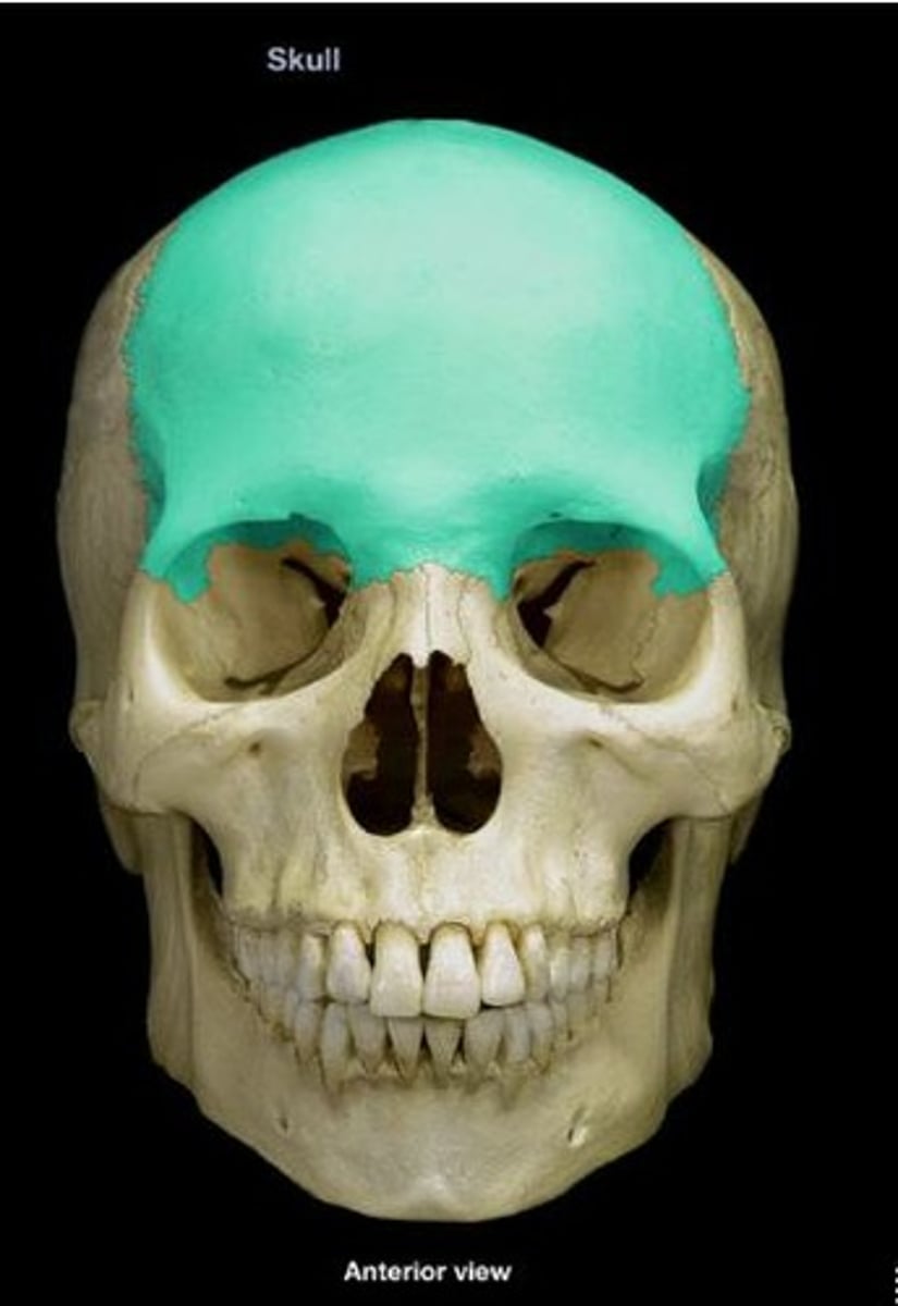 <p>Forehead bone forming the anterior cranium.</p>