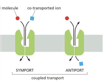 <ol><li><p><strong>Symporters</strong> → couple transfer of second molecule in the same direction</p></li><li><p><strong>Antiporters</strong> → couple transfer of second molecule in opposite direction</p></li></ol>