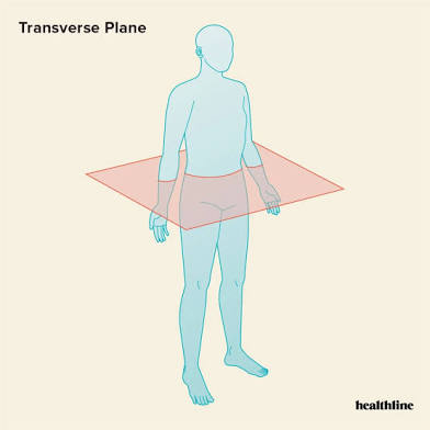 <p>divided body into upper and lower portions. cut yields a transverse section </p>
