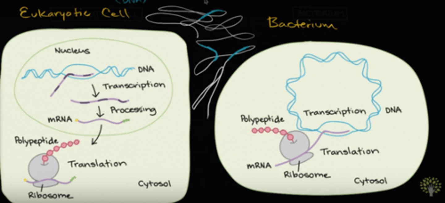 <p>False. A single strand of mRNA is transcribed and translated simultaneously in prokaryotic cells since both processes occur in the cytoplasm. In eukaryotic cells, however, mRNA is transcribed in the nucleus, processed, and then transported to the cytoplasm to be translated by the ribosome.</p>