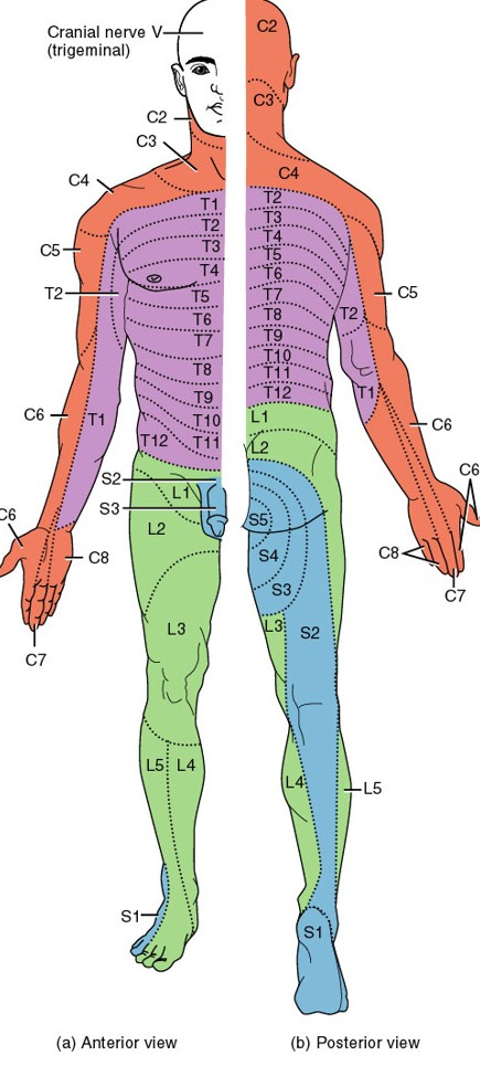 <p>What is the bilateral region of skin monitored by specific pair of spinal nerves?</p>