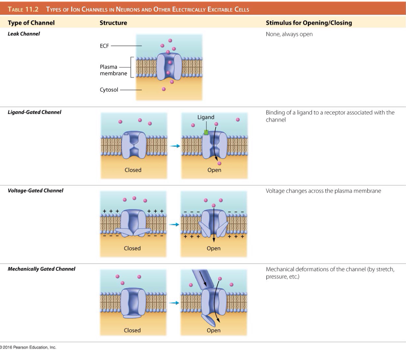 <p>A ligand-gated channel</p>