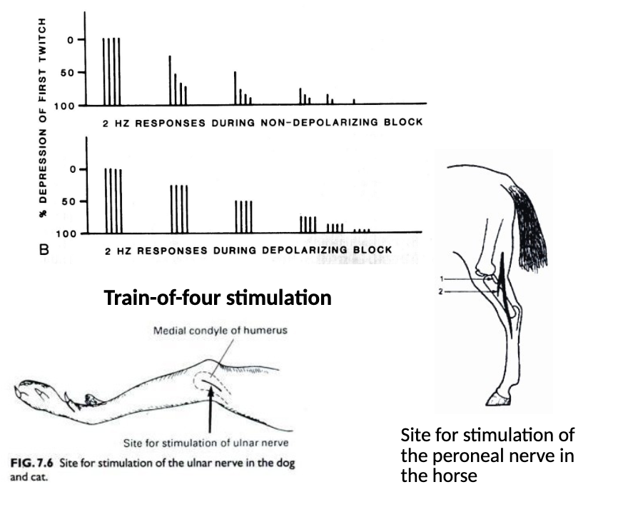 <p><span>impossible to accurately predict depth of blockage in any animal due to large variability in onset times, duration, and depth</span></p><p>monitor by using a Medistim (dogs - ulnar nerve, horse - facial or peroneal nerve)</p>