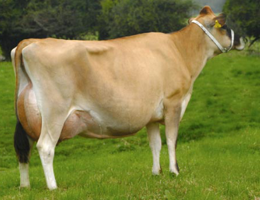 <p>What breed is this?</p>