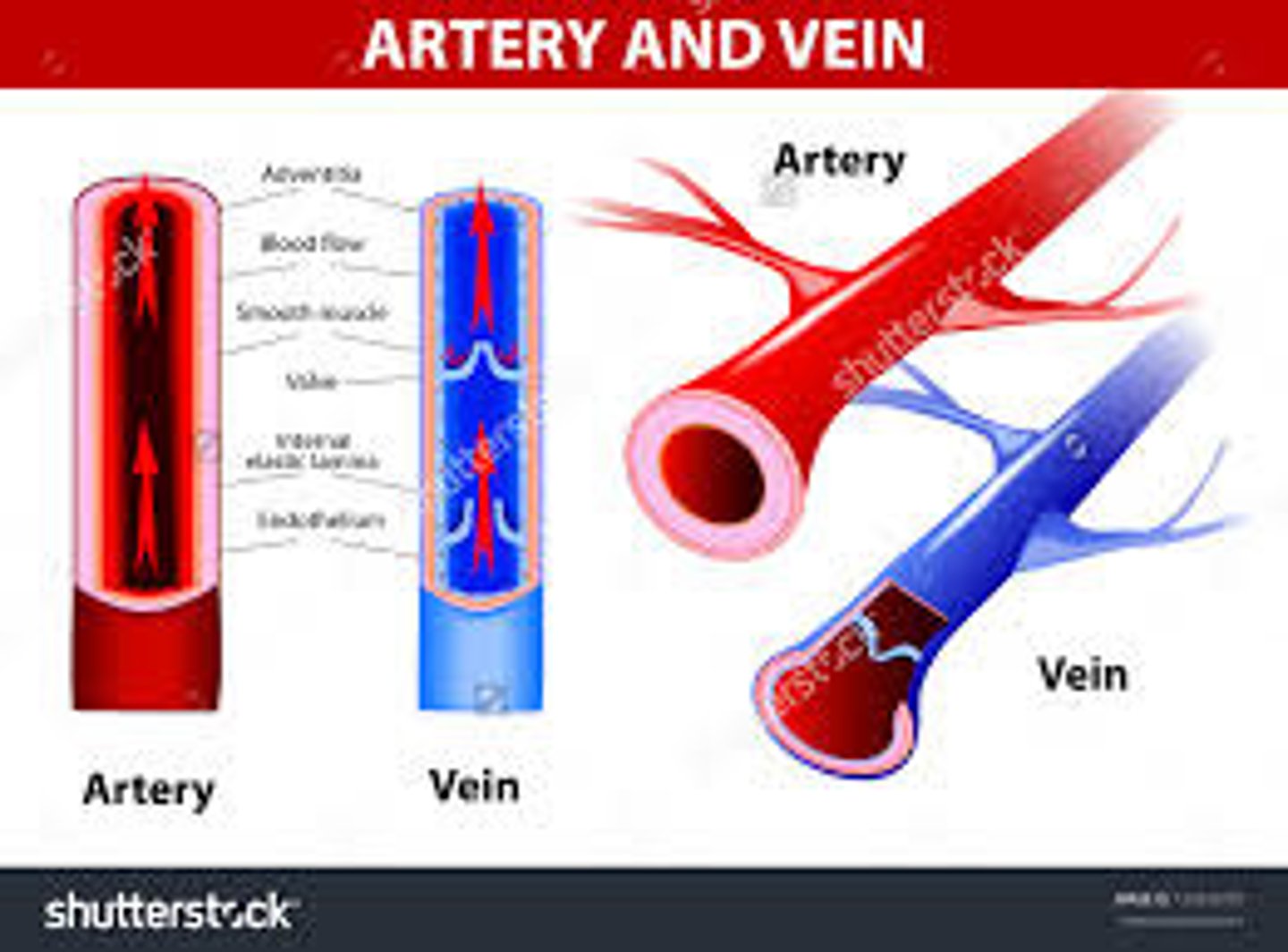<p>artery</p>