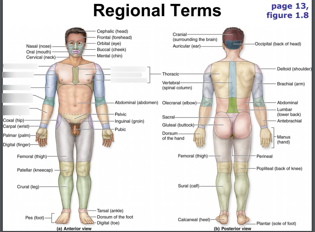 <p>axillary</p>