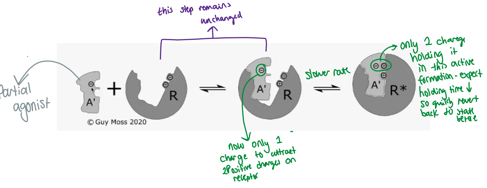 <p>type of partial agonist </p>