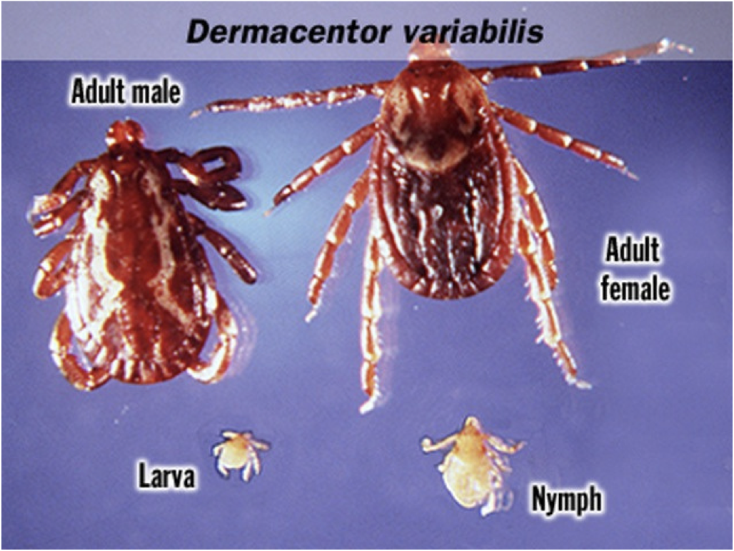 <ul><li><p>American Dog Tick </p></li></ul><p><strong>PRIMARY VECTOR FOR ROCKY MOUNTAIN SPOTTED FEVER RMSF, tularemia and other microbes</strong></p><ul><li><p>associated with tick paralysis</p></li></ul><p></p>