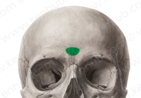 <p>(hairless, smooth)- smooth area between the orbits</p>