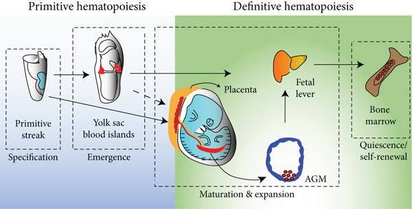<p>Etape 2: Hématopoiese/hématogenèse embryonnaire définitive</p>