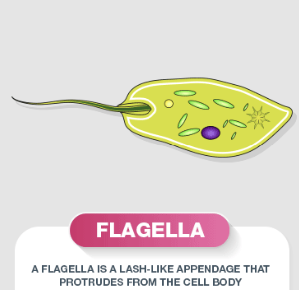 <p>Flagella</p>