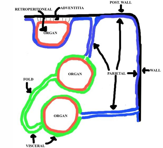 <p>CT (adventitia)</p>