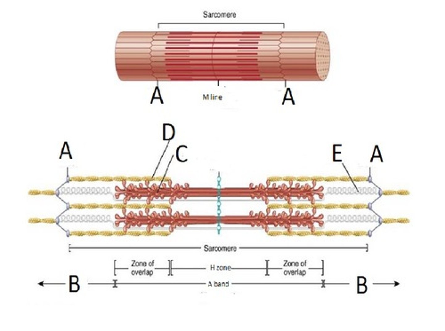<p>(Titin Filament) Stabilizes the thick protein, span from Z-M</p>