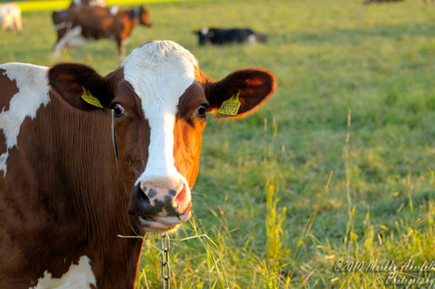 <p>Nebraska farms grow lots of cows.</p>