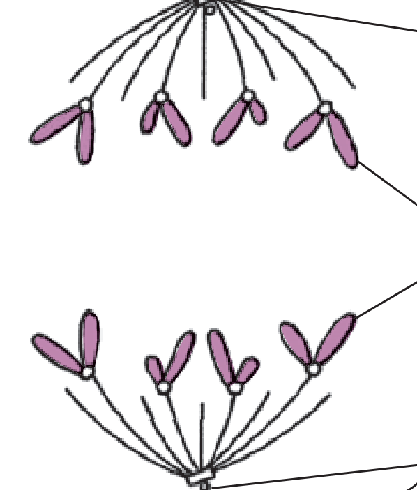 <p>Each centromere divides and one chromatid from each group transitions to the north pole and one to the south pole.</p>