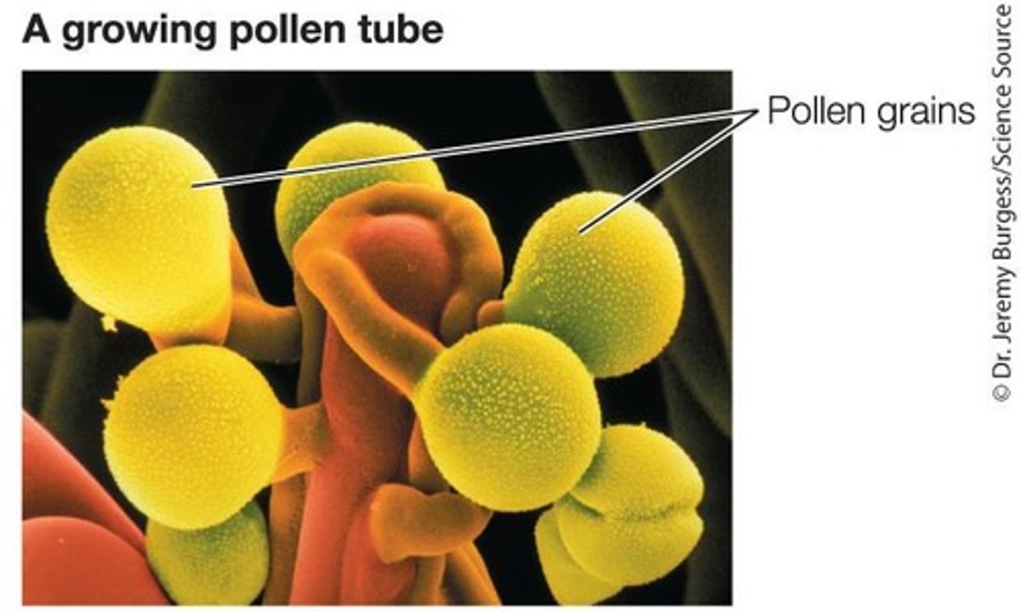 <p>A structure that elongates and digests its way through the sporophyte tissue to the megagametophyte during fertilization.</p>
