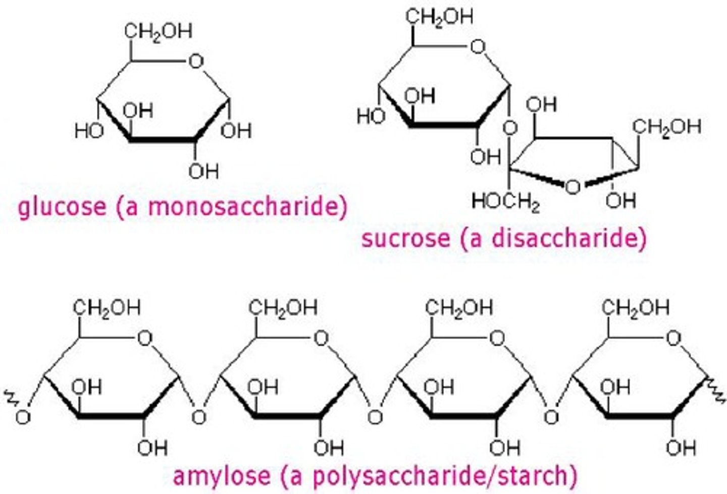 <p>Provide energy for chemical reactions and can break down into sugars</p>