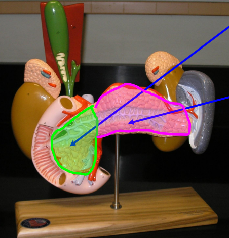 <p>Name the purple highlighted area</p>