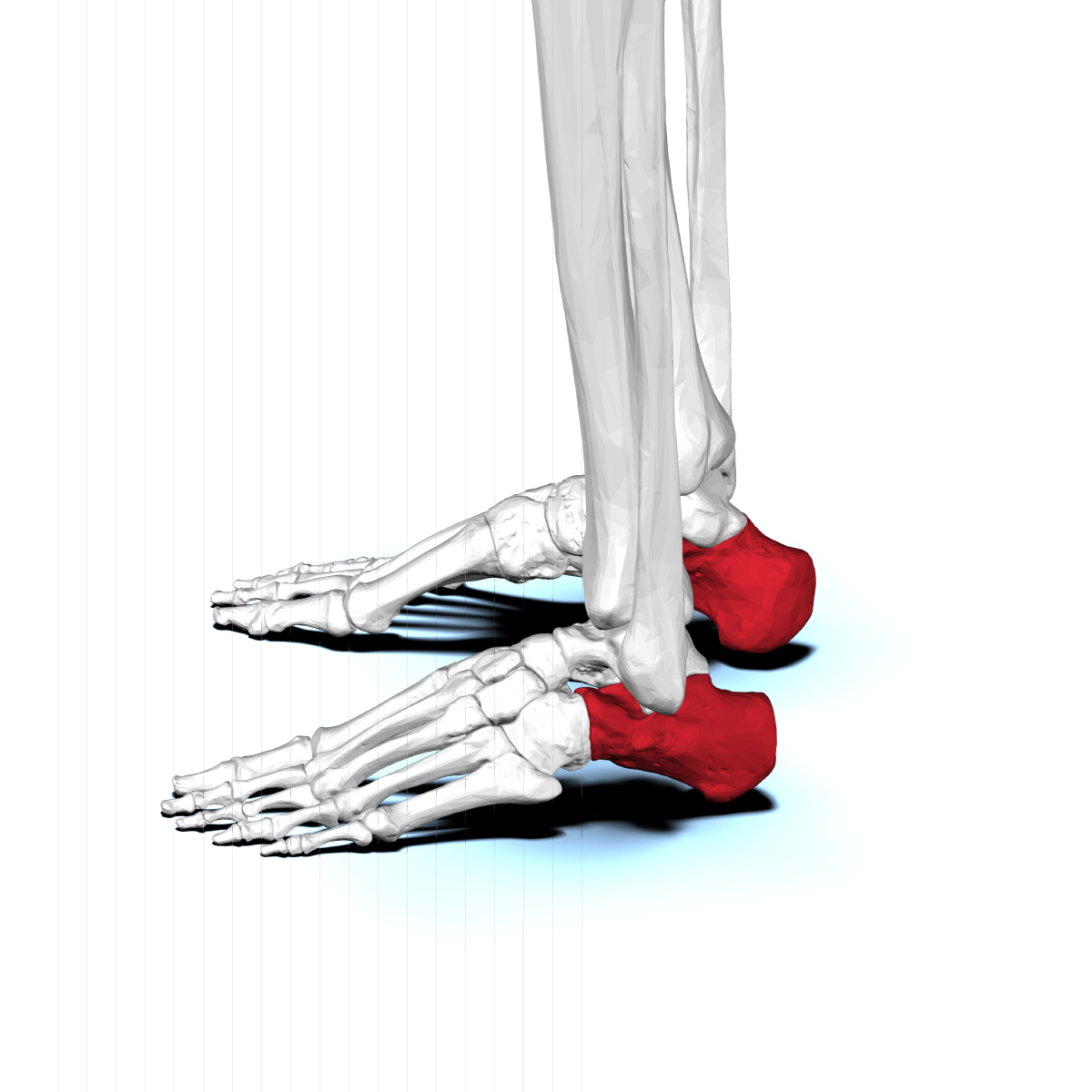 heel bone