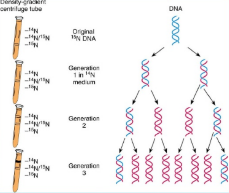 <p>bacteria was grown on a medium containing N15&nbsp;</p><p>→ lowest density after centrifugation with caesium chloride&nbsp;</p><p>then after one generation transferred to an N14 containing medium and allowed to replicate&nbsp;</p><p>→ one band of intermediate density bcs of N14 and N15</p><p>the sample was then again transferred to an N14 medium and allowed to replicate&nbsp;</p><p>→ one light band bcs of n14 and N14 and one intermediate n15 n14 </p><p></p>