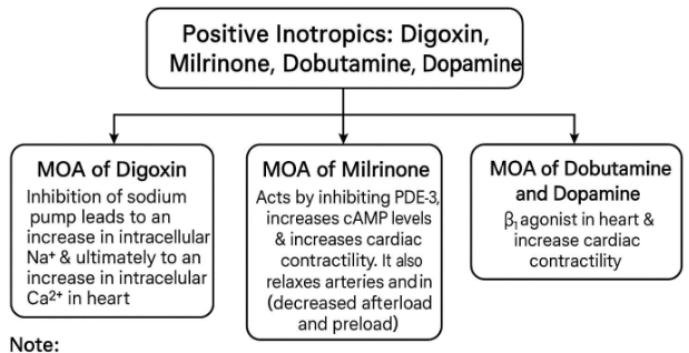 <p>increased calcium influx that enhances cardiac contractility. </p>