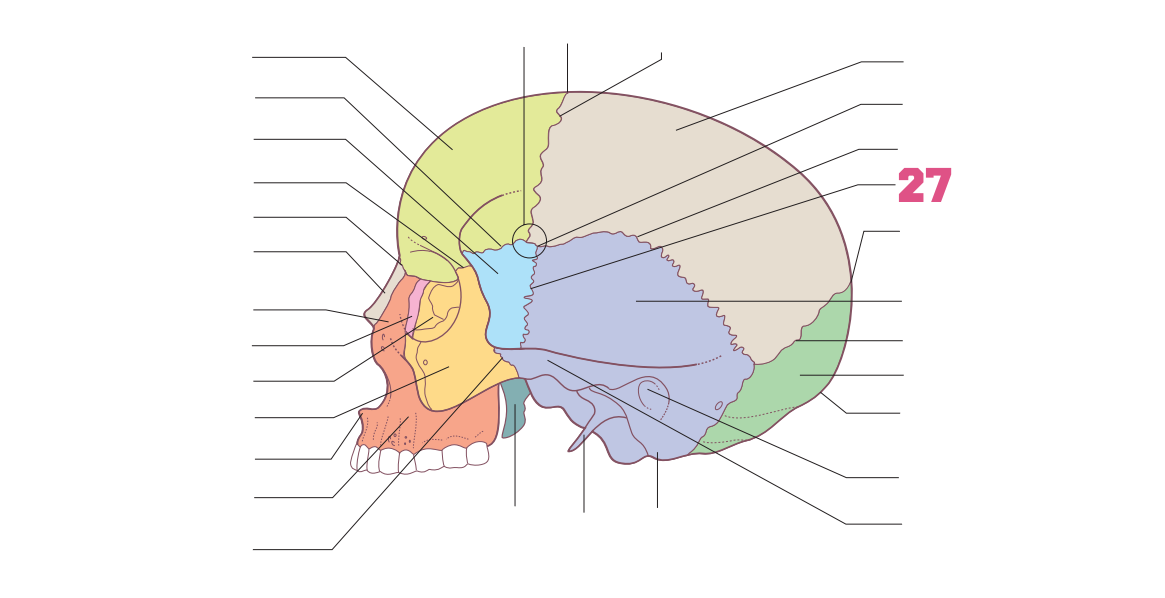 <p>27</p>