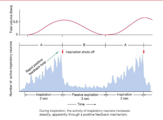 <p>Resp neurons in medulla oblongata control inspiration &amp; expiration</p><p>→Dorsal Respiratory Group (DRG): insp neurons, control musc of thorax &amp; diaphragm</p><p>→Ventral Respiratory group (VRG): neurons control musc for active expiration &amp; forced inspiration</p><p></p><p>Neurons in pons modulate ventilation</p><p>→ Pontine respiratory groups (PRG): provide tonic input to medullary network</p><p>Ventilation modulated by CO2, O2, H+</p>
