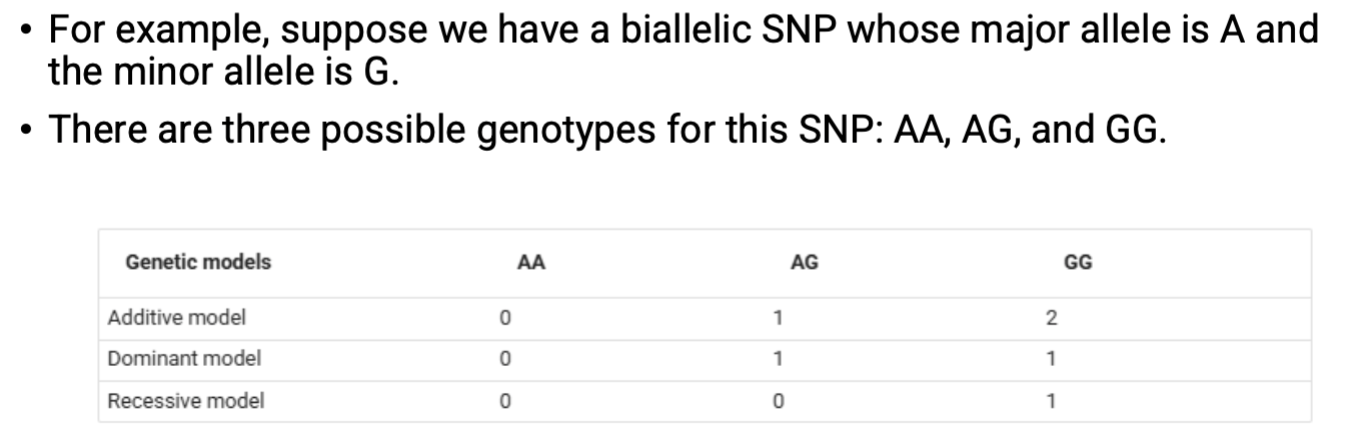 <ul><li><p>SNP genotypes can be coded differently based on genetic models.</p><ul><li><p><strong>Additive model</strong>&nbsp;<strong>(ADD) → commonly used</strong>.</p></li><li><p>Dominant model (DOM).</p></li><li><p>Recessive model (REC).</p></li></ul></li><li><p>SNP genotypes are commonly coded as 0, 1, or 2 to represent the number of copies of the minor allele.</p><ul><li><p>0 → homozygous dominant (e.g., AA).</p></li><li><p>1 → heterozygous (e.g., Aa).</p></li><li><p>2 → homozygous recessive (e.g., aa).</p></li></ul></li></ul><p></p>