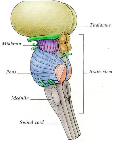 Midbrain, pons, medulla oblongata