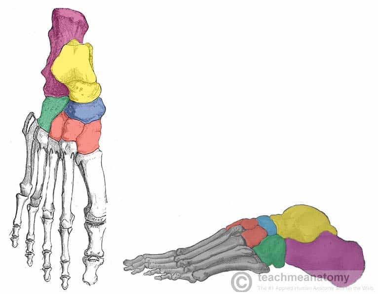 <p>What tarsal bone is yellow</p>