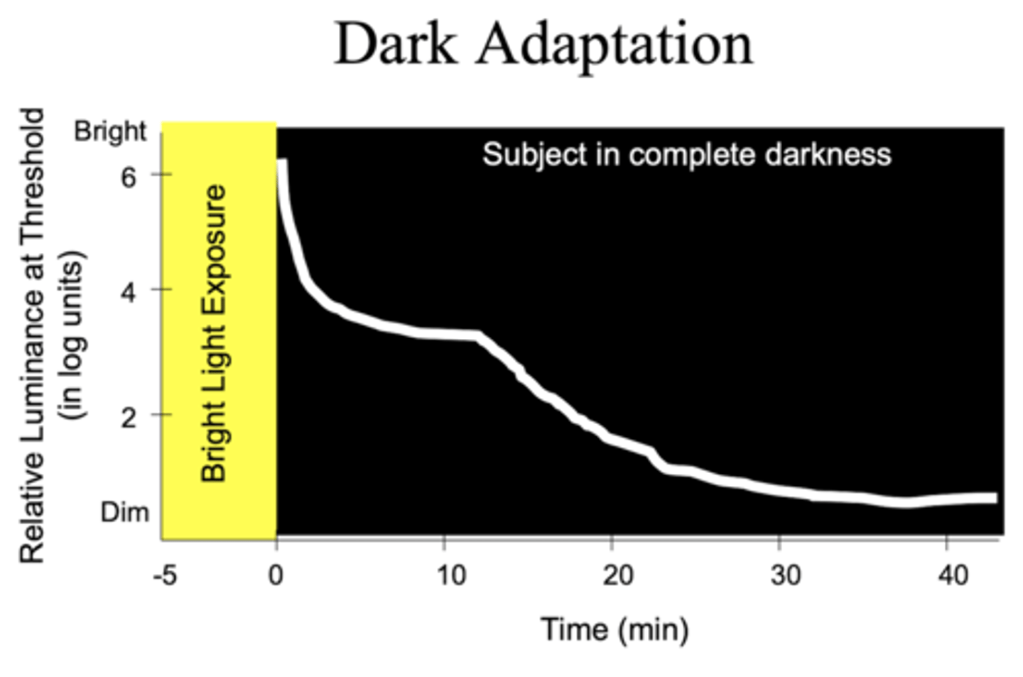 <p>photopigment recovers faster than rods</p>