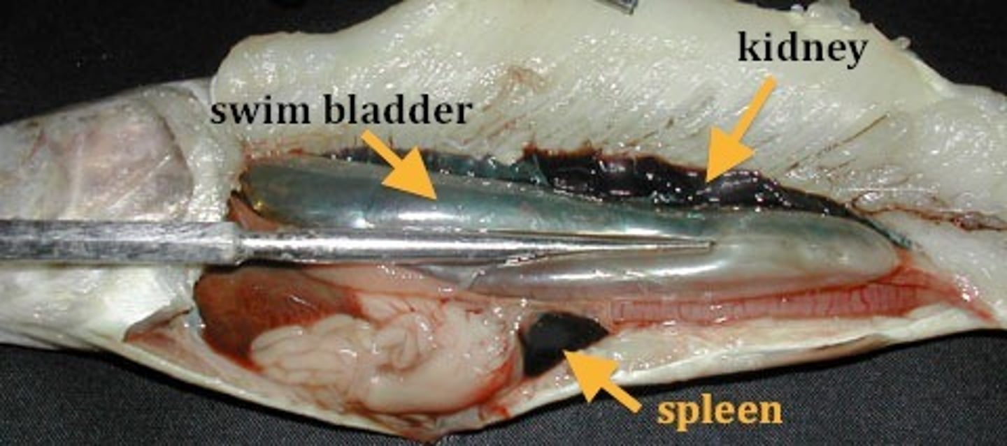 <p>contain a urinary bladder and kidneys</p>