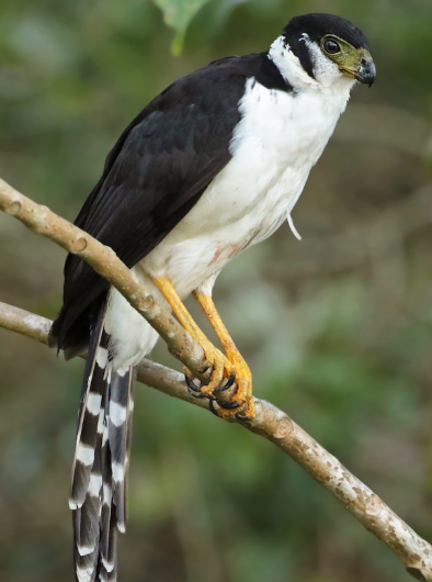 <p>What bird is this?</p>