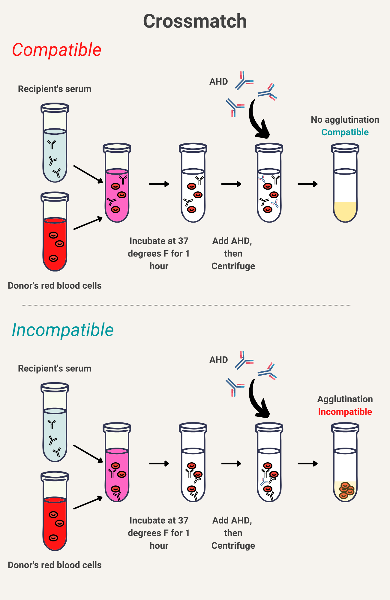 <p>An antibody detection test that <strong>establishes the compatibilty of a donor’s and recipient’s blood</strong></p>