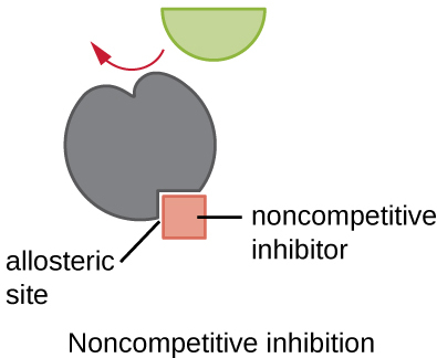 <ol><li><p><span style="background-color: transparent; font-family: "Helvetica Neue", sans-serif;"><span>Specific molecules (called allosteric effectors) can bind to allosteric sites, usually non-competitive inhibitors</span></span></p></li><li><p><span style="background-color: transparent; font-family: "Helvetica Neue", sans-serif;"><span>Binding causes a conformational change in the enzyme</span></span></p></li><li><p><span style="background-color: transparent; font-family: "Helvetica Neue", sans-serif;"><span>This alters the active site’s shape → preventing substrate binding&nbsp;</span></span></p></li><li><p><span style="background-color: transparent; font-family: "Helvetica Neue", sans-serif;"><span>Even if substrate concentration increases, inhibitor’s effect remains → reducing/blocking enzyme catalysis</span></span></p></li></ol><p><span data-name="star" data-type="emoji">⭐</span><span style="background-color: transparent; font-family: "Helvetica Neue", sans-serif;"><strong><em><span> This binding is typically reversible&nbsp;</span></em></strong></span></p>