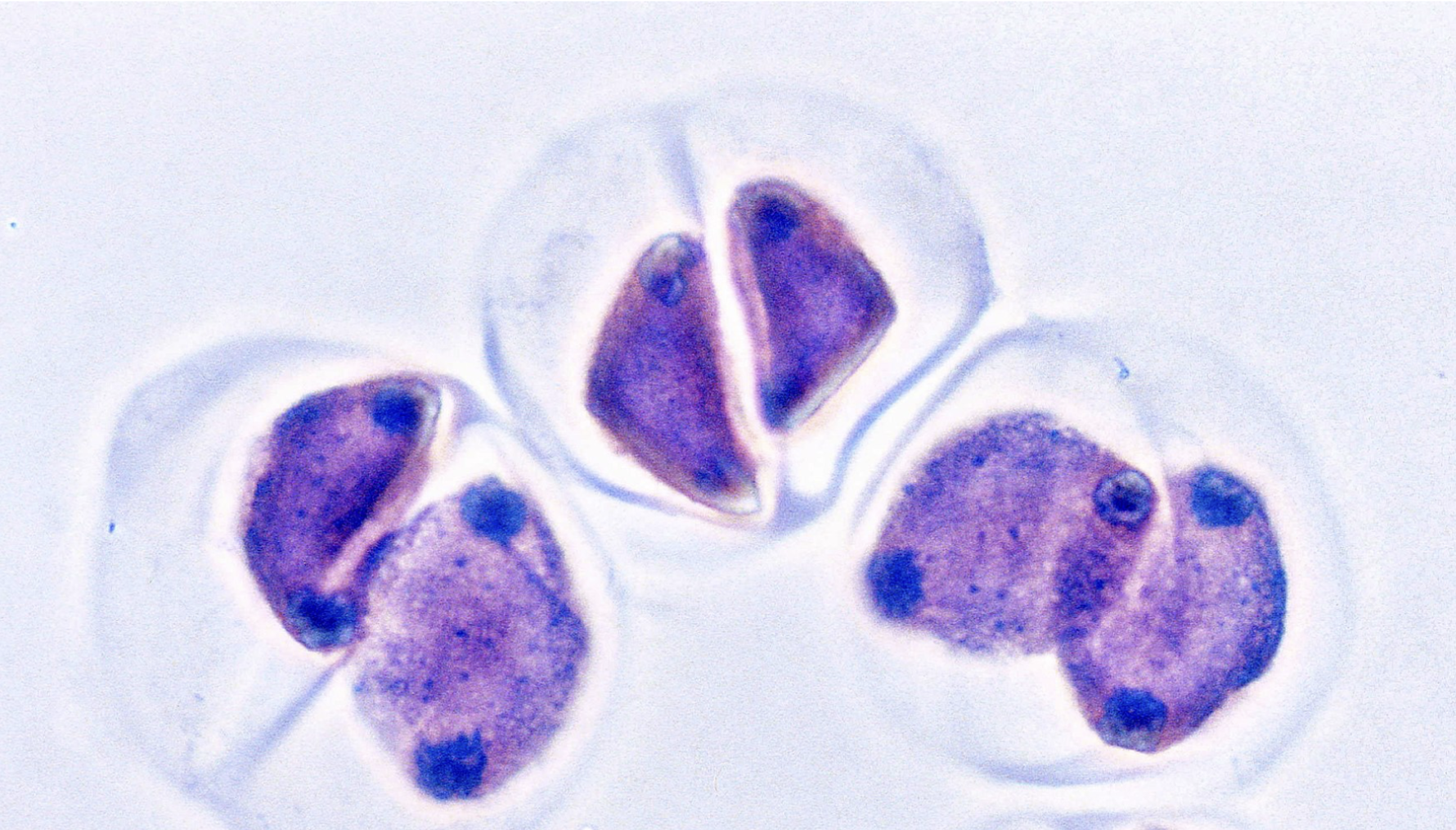 <p>what stage of cell division is this?&nbsp;</p>