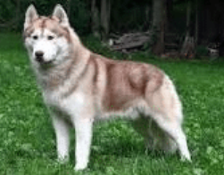 <p>-Blue Eyes - Straight high set ears-35-50 lbs female- 45-60 lbs male- Medium width muzzle- Coat is the same length as the body. Smooth coat</p>
