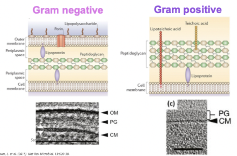 <ul><li><p>bacteria are classified according to their cell wall</p></li><li><p>positive or negative depending on colour </p></li><li><p>violet - positive</p></li><li><p>pink - negative </p></li><li><p>different characteristics justified by difference of cell wall composition </p></li><li><p>peptidoglycan in both </p></li><li><p>outer membrane modification of cell membrane absent in positive and present in negative </p></li></ul><p></p>