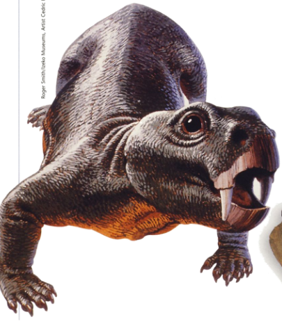 <p>enlarged tusks, other teeth reduced</p><p>horny beak</p><p>herbivorous</p><p>Southern Pangea, Permian</p>