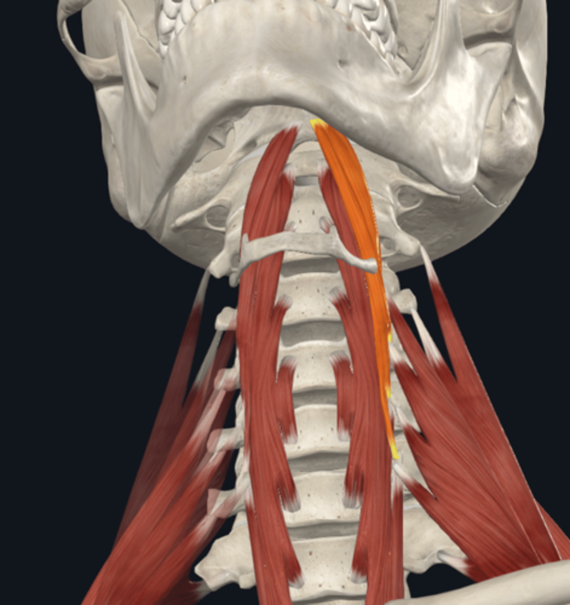 <p>What is the attachment and function of the longus capitis muscle of the prevertebral muscles?</p>